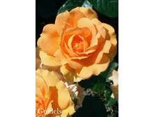 ���� Goldelse (�������� 8��).jpeg