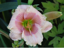 �������� Janice Brown (������ �����).JPG