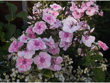 ����� �������