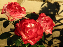 ���� ��������� / ������ ���������