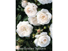 ���� Kastellruther Spatzen (�������� 3��).jpeg