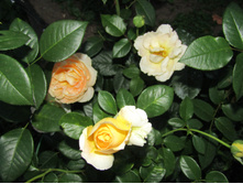 ���� Candlelight / ������