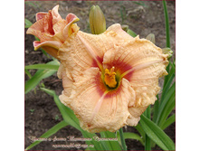 �������� ��������� ������ ����� ���� - 150 ���. ���� 2-3 �����  !!!