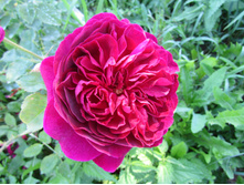 ���� ������� ��� (Munstead Wood) / ������