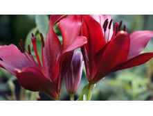 Lilium (�����) Black Out