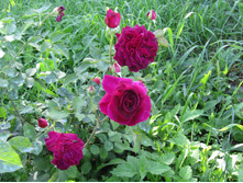 ���� ������� ��� (Munstead Wood) / ������