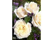 ���� My Girl (�������� 10��).jpeg