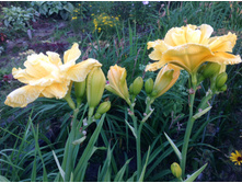 �������� �������� ������(Congfields Maxim)