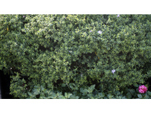 ����� (���� ����)