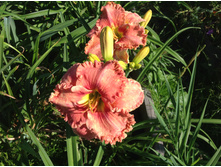 �������� ����� ������