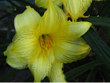 �������� Sunny Diamond.JPG