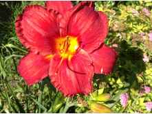 �������� ������ ����� ( Chicago Apache)