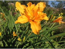 �������� ��������