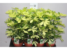 �������� ������ - 500 ���.