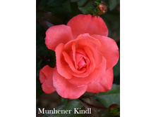 ���� Munhener Kindl (�������� 4��).jpeg