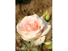 ���� Vivaldi (�������� 10��).jpeg