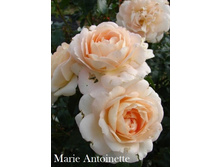 ���� Marie Antoinette (�������� 12��).jpeg