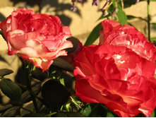 ���� ��������� / ������ ���������