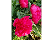 ����� 022.jpg