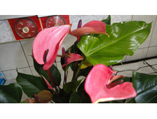 �������� ����� �������