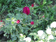 ���� ������� ��� (Munstead Wood) / ������ � ���� ���� / ��������