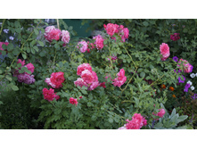 ���� rosarium uetersen