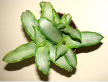 ��������� ���������� ����� ���� - 500 ���.