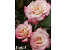 ���� Handel (�������� 2��).jpeg