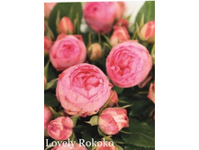 ���� Lovely Rokoko (�������� 2��).jpeg