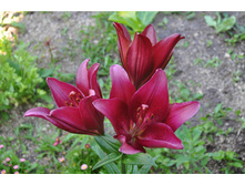 ����� ���� ���