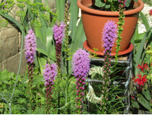 ������� ��������� �������