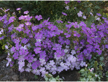 ��������-��������