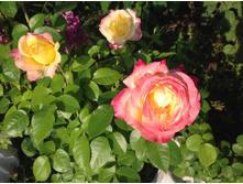 ���� ������ �������� �\�