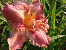 �������� ��������� ��������