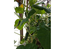 � ��������� �������