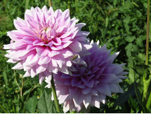 ������� �������� ����������