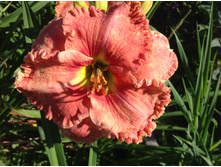 �������� ����� ������