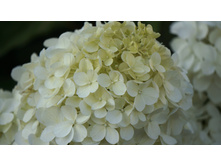 ��������� ����������� �������� �������