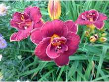 �������� ���� ������