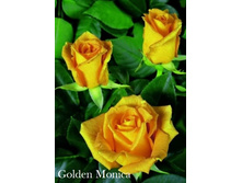 ���� Golden Monica (�������� 6��).jpeg