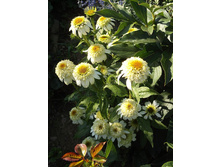 �������� ��������