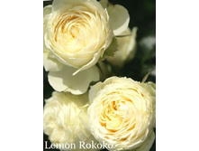 ���� Lemon Rokoko (�������� 14��).jpeg