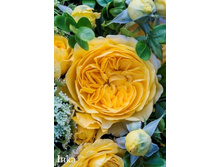 ���� Inka (�������� 6��).jpeg