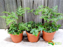 ���������� ����������� Doryopteris cordata