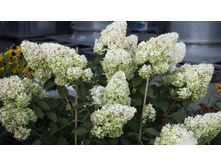 ������ �����