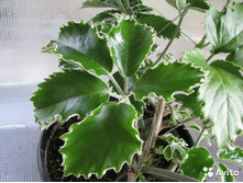 ����������� ������ - ������ �������� �������� .