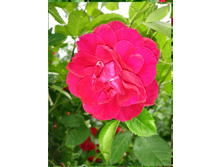 IMG 20180701 143525.jpg