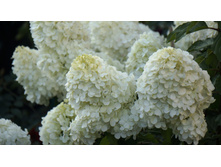 ��������� ����������� �������� �������