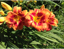 �������� ������