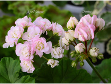 April Snow2 � Denise.JPG